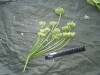 Thumbnail IMG_2537.JPG 