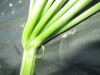 Thumbnail IMG_2538.JPG 