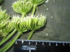 Thumbnail IMG_2539.JPG 