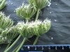 Thumbnail IMG_2540.JPG 