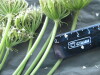 Thumbnail IMG_2541.JPG 