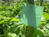 Thumbnail IMG_8118.JPG 