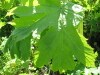 Thumbnail IMG_8122.JPG 