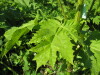Thumbnail IMG_8123.JPG 