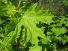 Thumbnail IMG_8124.JPG 