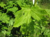 Thumbnail IMG_8125.JPG 