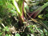 Thumbnail IMG_8126.JPG 