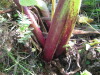 Thumbnail IMG_8127.JPG 