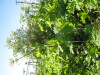 Thumbnail IMG_8130.JPG 