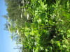 Thumbnail IMG_8131.JPG 