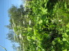 Thumbnail IMG_8132.JPG 