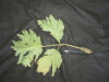 Thumbnail IMG_2405.JPG 
