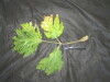 Thumbnail IMG_2406.JPG 