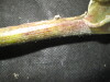 Thumbnail IMG_2407.JPG 