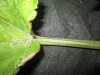 Thumbnail IMG_2408.JPG 