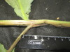 Thumbnail IMG_2409.JPG 