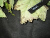 Thumbnail IMG_2410.JPG 