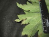 Thumbnail IMG_2411.JPG 