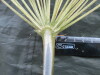 Thumbnail IMG_2413.JPG 