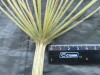 Thumbnail IMG_2414.JPG 