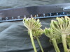 Thumbnail IMG_2415.JPG 