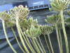 Thumbnail IMG_2416.JPG 