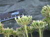 Thumbnail IMG_2417.JPG 