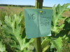 Thumbnail IMG_8133.JPG 