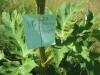 Thumbnail IMG_8134.JPG 