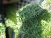 Thumbnail IMG_8136.JPG 