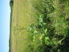 Thumbnail IMG_8138.JPG 