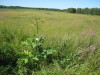 Thumbnail IMG_8139.JPG 