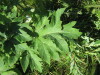 Thumbnail IMG_8140.JPG 