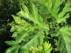 Thumbnail IMG_8141.JPG 