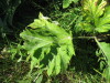 Thumbnail IMG_8142.JPG 