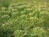 Thumbnail IMG_8143.JPG 
