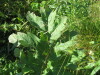 Thumbnail IMG_8144.JPG 