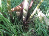 Thumbnail IMG_8145.JPG 