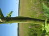 Thumbnail IMG_8146.JPG 