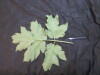 Thumbnail IMG_1989.JPG 