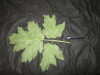 Thumbnail IMG_1990.JPG 