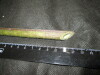 Thumbnail IMG_1993.JPG 