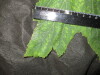 Thumbnail IMG_1994.JPG 