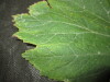 Thumbnail IMG_1995.JPG 