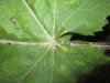 Thumbnail IMG_1996.JPG 