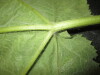 Thumbnail IMG_1997.JPG 