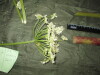 Thumbnail IMG_2001.JPG 