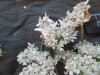 Thumbnail IMG_2003.JPG 