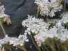 Thumbnail IMG_2004.JPG 