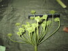 Thumbnail IMG_2005.JPG 